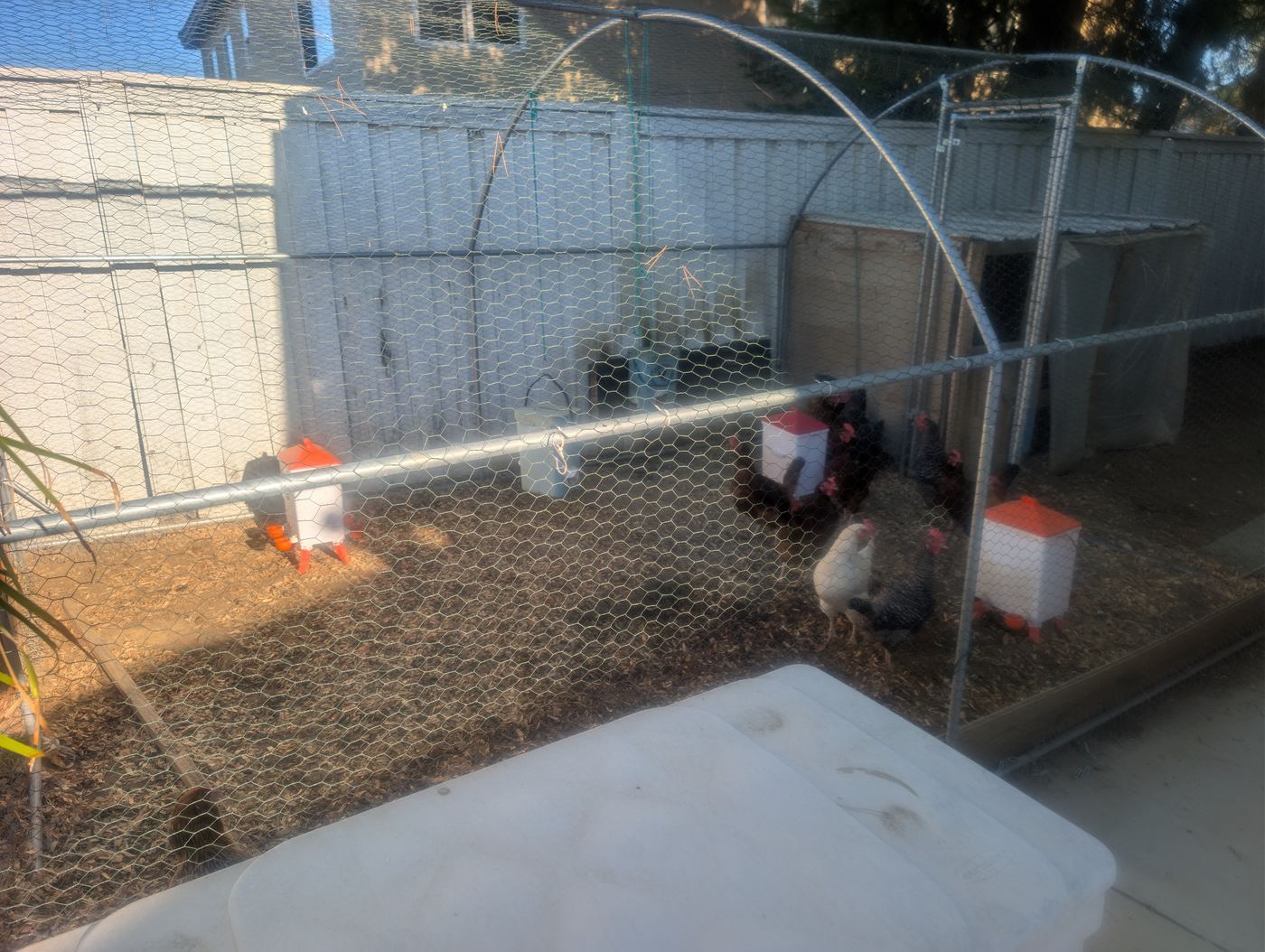 Our Flock — Soleil Levant Care