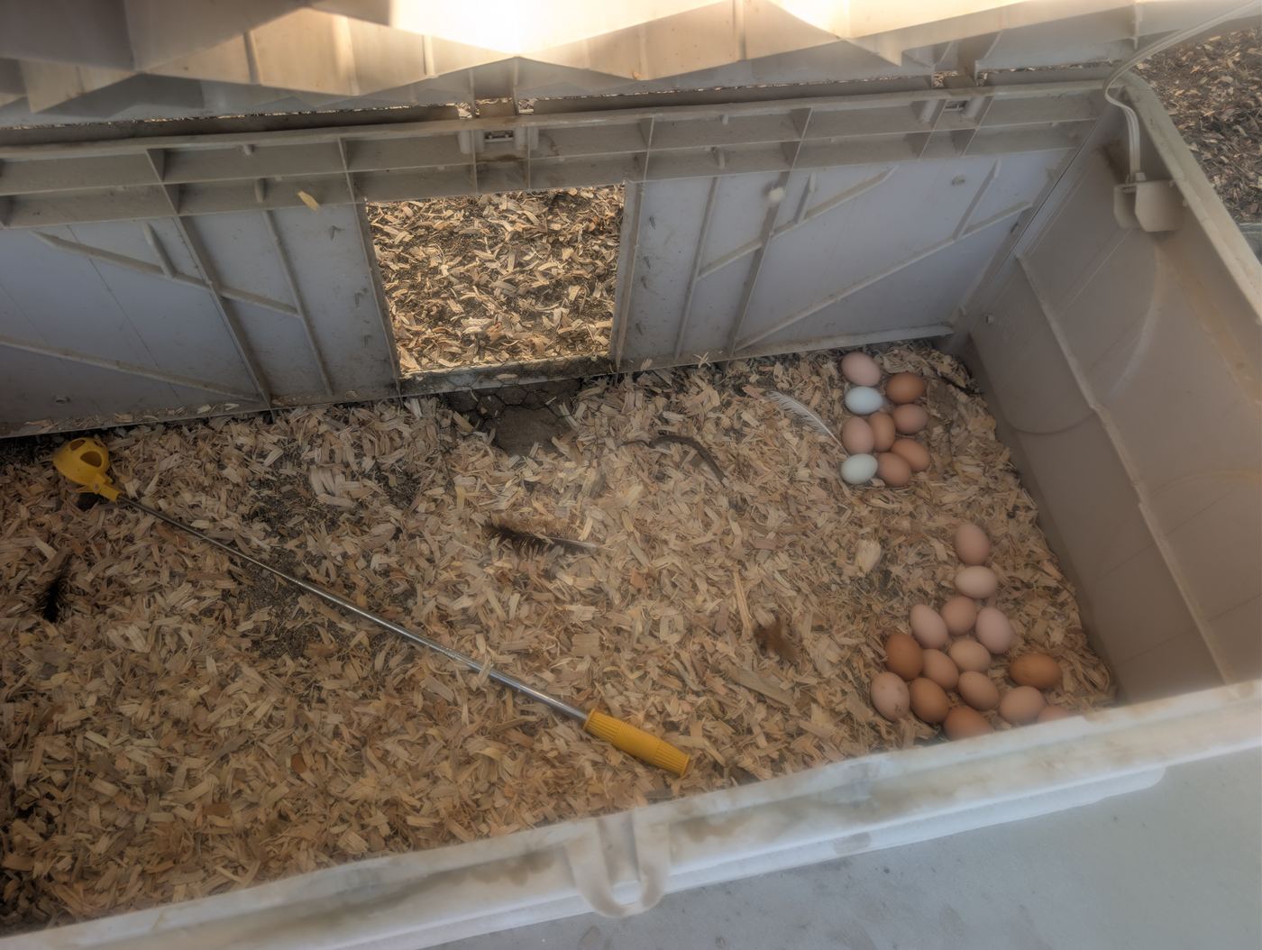 Farm-Fresh Eggs — Daily Harvest — Soleil Levant Care